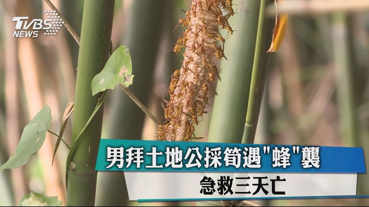 男拜土地公採筍遇蜂襲 急救3天亡