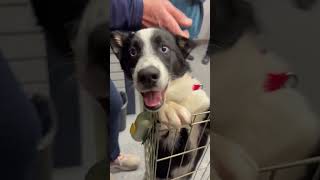 Video preview image #1 Siberian Husky-Unknown Mix Puppy For Sale in Wakefield, RI, USA