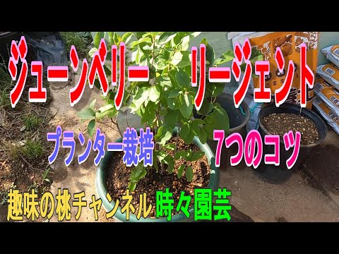 ジョスタベリー、ヨークベリー 植物