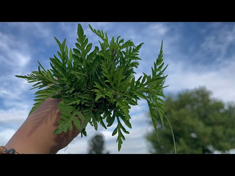 Ambrozije se svi plašimo: Lekari zapanjeni njenim lekovitim svojstvima!