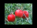 Tuatara  - Land of apples