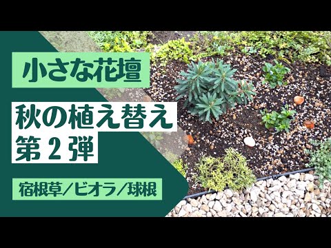 耐寒性の芳香植物：秋に植えたい代表的な植物  庭園