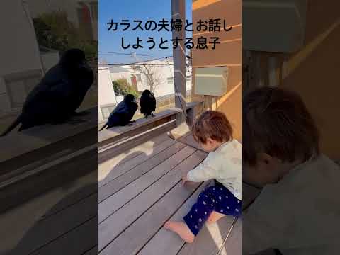 カラスの夫婦とお話ししたい息子ちゃん🐦‍⬛ #カラス #一歳児