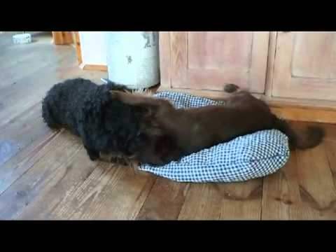 Was sich liebt das neckt sich....avi