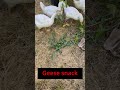 See Weed Wacker Geese !!! #geese #beyonce #cute #weeding #funny #amazing