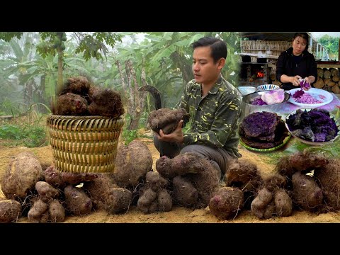 Xabi harvests unique purple wild taro, preparing delicious dishes from the mountains and forests.