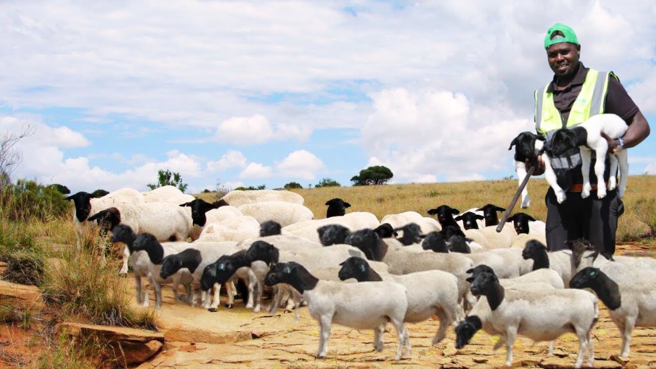 How He Raises Hundreds of Dorper Sheep in a Harsh, Remote Village | The Dorper King