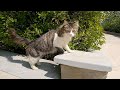 Hungry Paws And Shy Whiskers A Tale Of A Furry Cute Cat