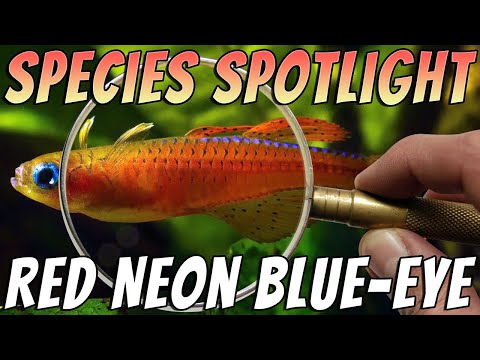 Red Neon Blue Eye Rainbowfish (Pseudomugil luminatus) Freshwater Aquarium Fish Profile & Care Guide