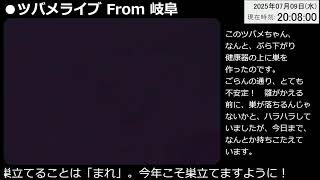 ツバメライブ