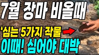 7월 장마 비올때 심는 5가지 작물! 이때 심어야 죽지않고 다수확 대박!