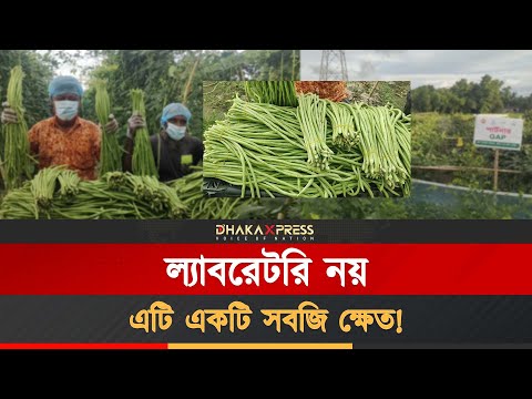 কৃষকের রপ্তানিযোগ্য সবজি উৎপাদনে নতুন দিগন্ত