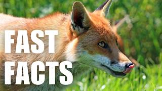 Most People Don't Know These RED FOX FACTS