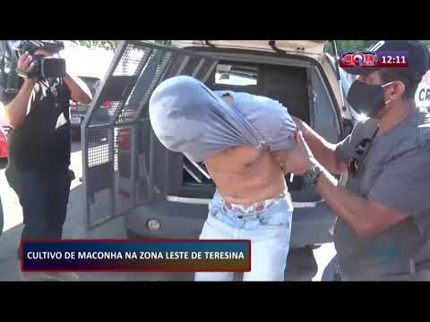 Cultivo de maconha na zona leste de Teresina 03 08