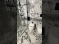 Відео огляд Плитка Pamesa Arabescato Rain Pearl (Fam050/Luxglass Rect) 1200x600