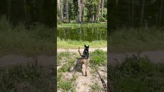 Video preview image #1 German Shepherd Dog-Unknown Mix Puppy For Sale in Kanab, UT, USA