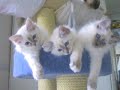 Hellig Birma Minnie, Minou & Mulan