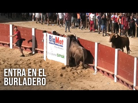 Peñafiel 2024 El Toro Se Mete En El Burladero