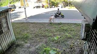 [問題] 家裡後院(安樂社區一期麥金路)一直被丟棄垃圾與放置貓飼料