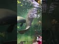 Monster Tails Lionking Monster Zoolife Tails