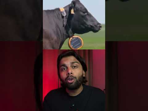 This Surprised the Cows 😱