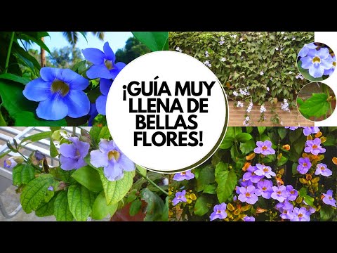 , title : 'Bignonia azul o  thunbergia grandiflora Enredadera de SOL CON FLORES cuidados básicos en casa'