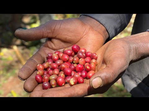 Ethiopian coffee Harvest 2024 Heleph coffee