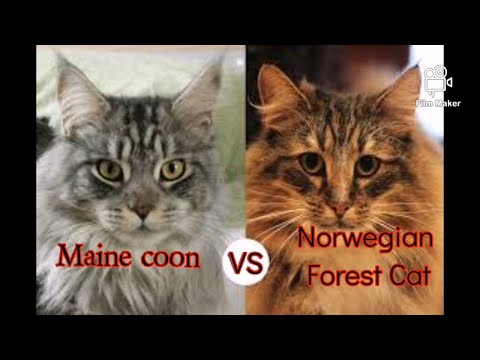 Maine Coon vs Norwegian Forest Cat | What are the differences?