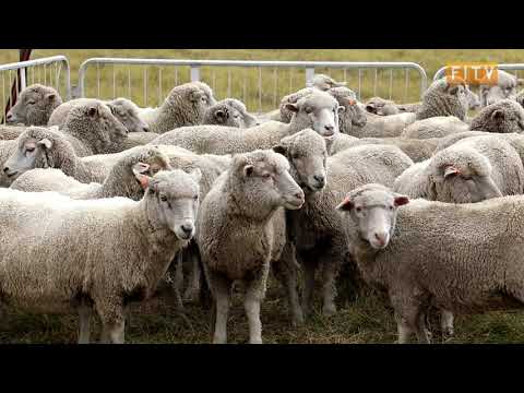 Goose Green Dog Trials 2021