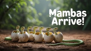 Baby Green Mambas Hatching