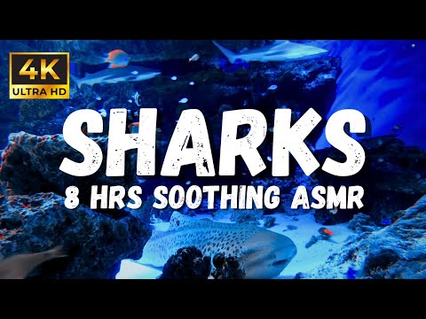 Aquarium Relaxation Videos, 4K Underwater Sharks Ambience, Aquarium ASMR