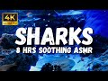 Aquarium Relaxation Videos 4K Underwater Sharks Ambience Aquarium ASMR