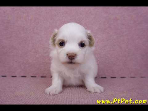 09/27馬爾泰迪母幼犬2號(高雄大寮)