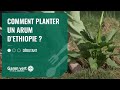 [TUTO] Comment planter l'Arum d'Ethiopie ? - Jardinerie Gamm vert