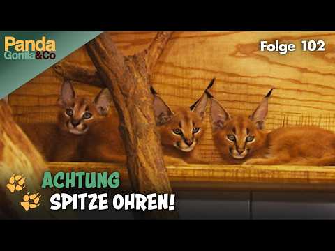 Karakalbabys im Zoo Berlin: Erste Schritte in die große Welt | Panda, Gorilla & Co.