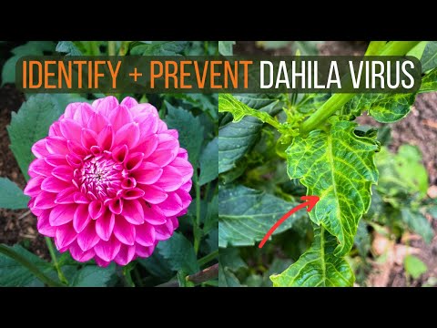 How to Identify Dahlia Viruses and Prevent Virus Infection from Destroying Your Plants