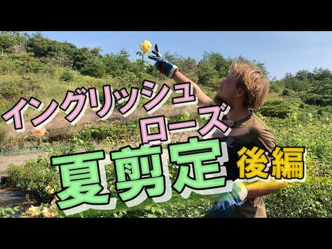 イングリッシュローズ「コーヴィデール」 植物
