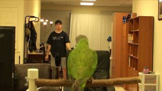 Kili Senegal Parrot - More Recalls, Retrieve, Hide and Seek