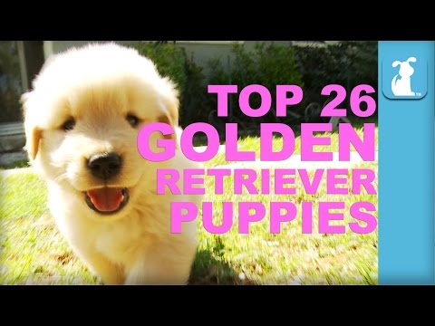 26 razones por las que un Golden retriever es adorable