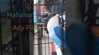 Download lagu LOVEBIRD KONSLET JANTAN NADA SLOW KERING MASTERAN AMPUH ADY RRC mp3