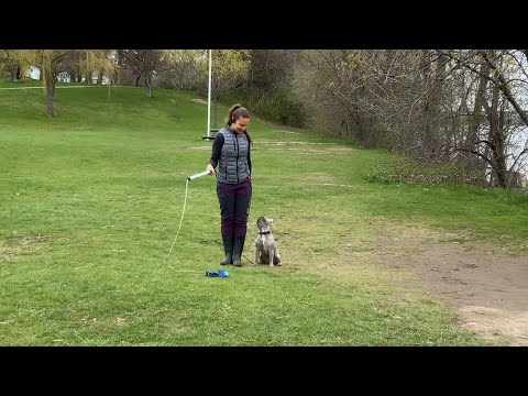 Laika Dog Training video.