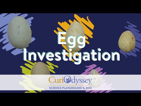Eggsplotation - Egg Investigation
