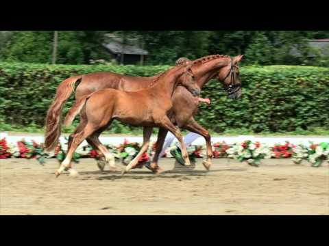 118 Dina Foxx Stute v. Don Nobless - Scolari