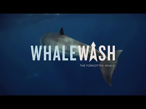Whale Wash