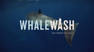 ESPA Offical Trailer: Whale Wash - The Forgotten Whale
