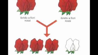 UN ARGOMENTO IN 5': GENETICA