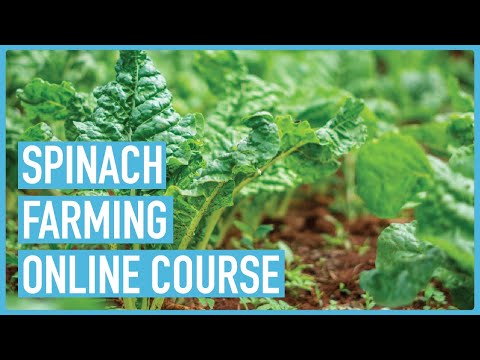 Profitable Pig Farming and Best Practices for success Course Outline
