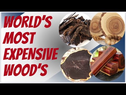 Top 10 Most Expensive Woods in the World 🌍 | Exotic Luxury Timbers Revealed!