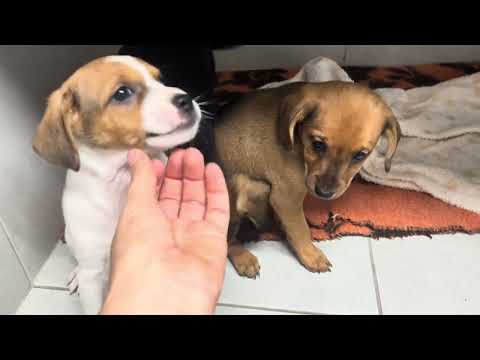 Vídeo de TARA