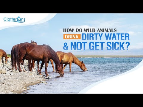 How Do Wild Animals Drink Dirty Water & Not Get Sick? - Clatterans
